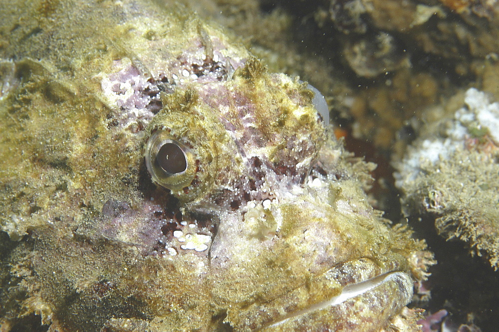 Bearded Scorpionfish (Scorpaenopsis barbatus) detail of head,Raiatia, French Polynesia