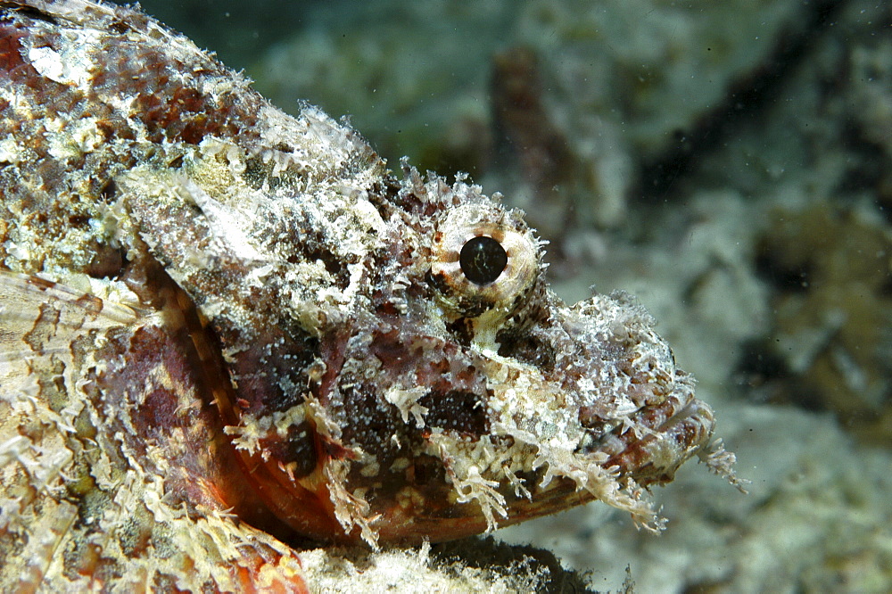 Bearded Scorpionfish (Scorpaenopsis barbatus) detail of head,Raiatia, French Polynesia