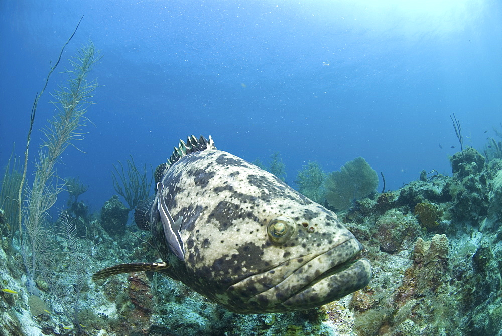 Goliath Grouper (Epinephelus itajara) swimming over coral reef towards camera, Little Cayman Island, Cayman Islands, Caribbean