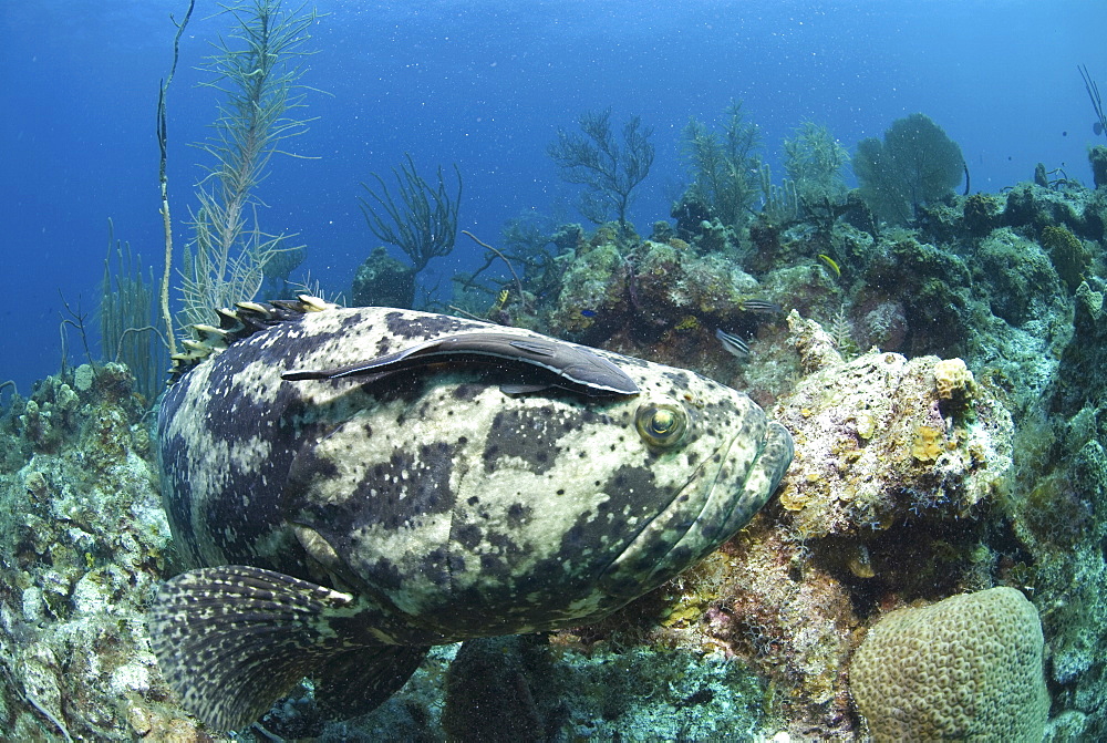 Goliath Grouper (Epinephelus itajara) swimming over coral reef with remora suckerfish on back, Little Cayman Island, Cayman Islands, Caribbean