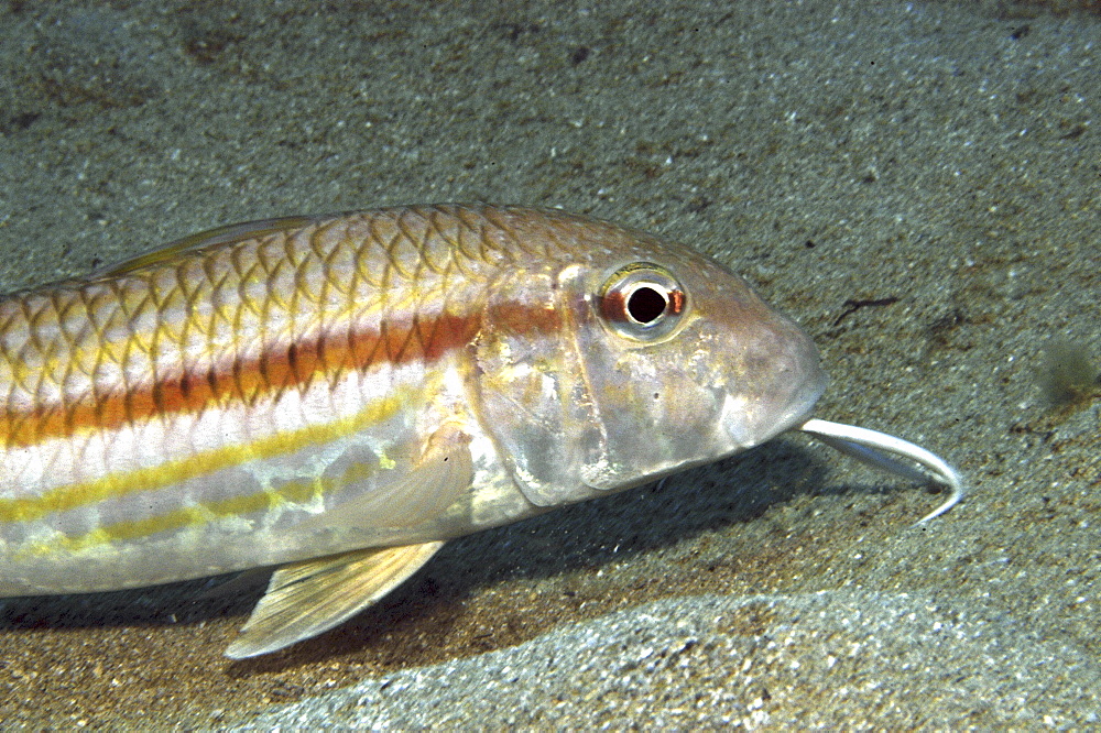 Striped Mullet (Mullus surmeletus), clearly showing barble under chin on sandy seabed, Gozo, Maltese Islands, Mediterranean