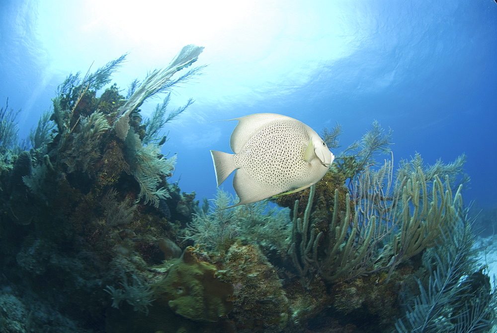 Grey Angelfish (Pomacanthus arcuatus), swimming over coral reef, Cayman Islands, Caribbean