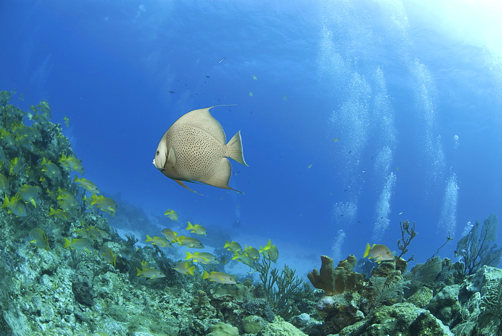 Grey Angelfish (Pomacanthus arcuatus), swimming over coral reef with diver in background, Cayman Islands, Caribbean