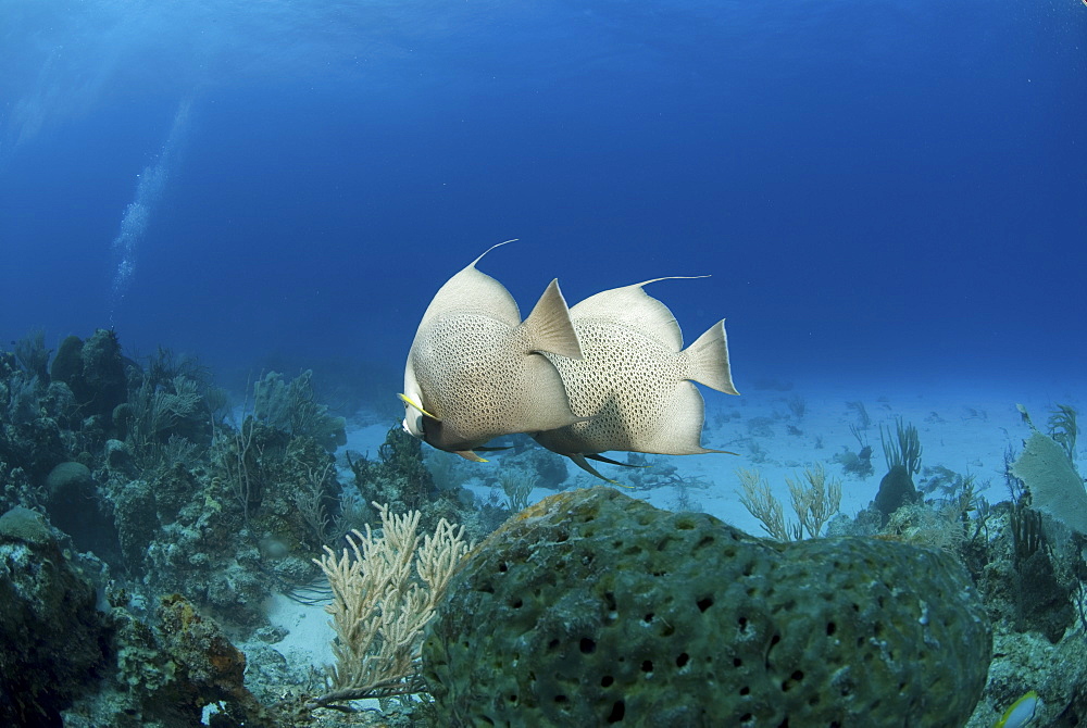 Grey Angelfish (Pomacanthus arcuatus), two fish swimming over coral reef, Cayman Islands, Caribbean