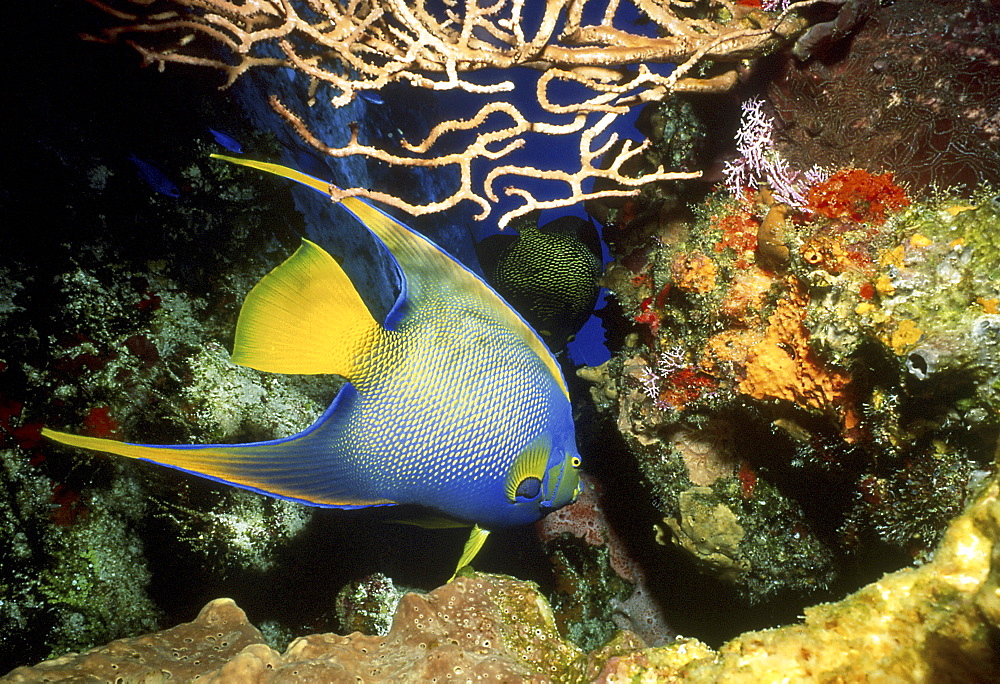 Queen angelfish (Holacanthus ciliaris) swimming through coral reef with sea fans and sponges, Cozumel, Mexico, Caribbean