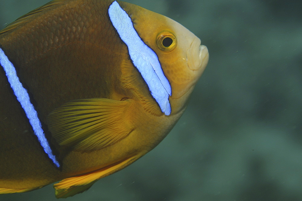 Striped Anemonefish (Amphiprion clarkii), details of head, Raiatia, French Polynesia