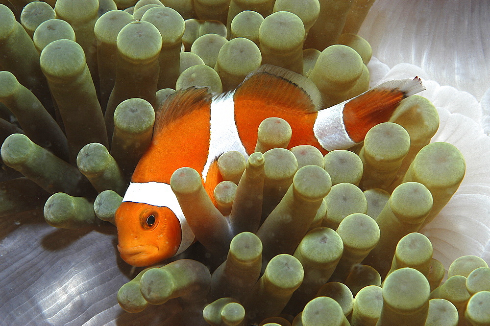 Clown Anemonefish (Amphiprion percula), Nemo type clownfish amidst anemone's tentacles, Sipidan, Mabul, Malaysia.