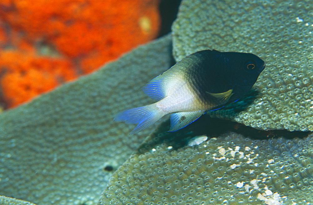  Bicolar Damselfish (Stegastes partitus), nice black & white fish over good corals,  Bonaire, Caribbean