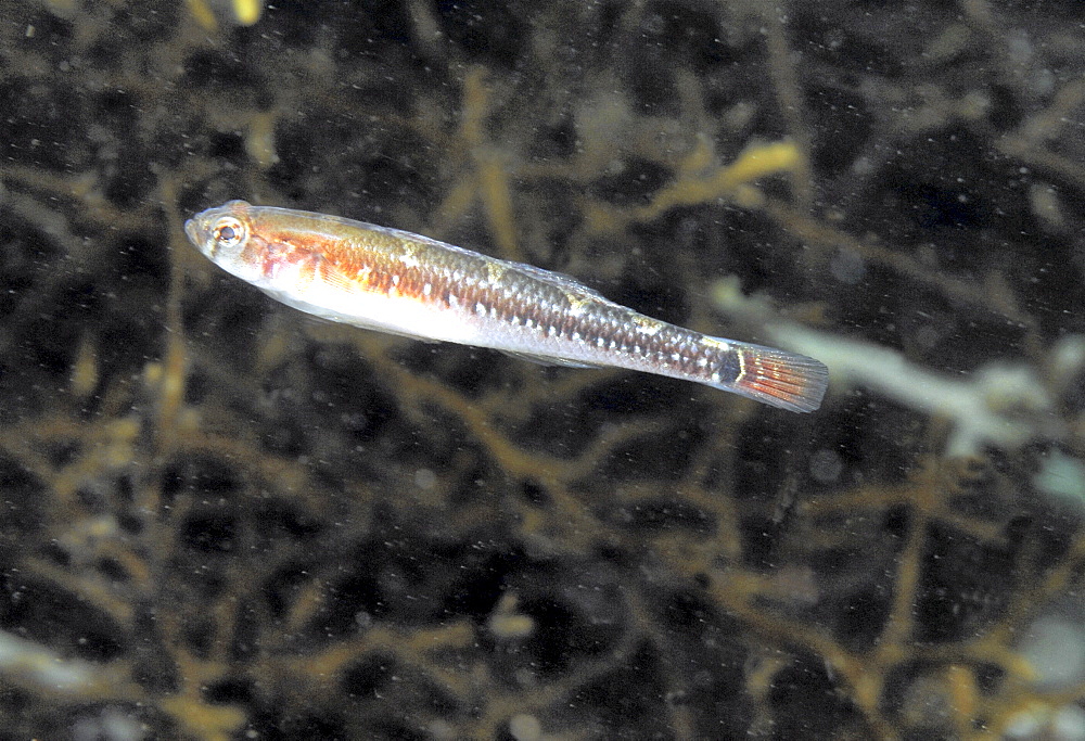 Two spot Goby (Gobiusculus flavescens), swimming with indistinct dark background, St Abbs, Scotland, North Sea