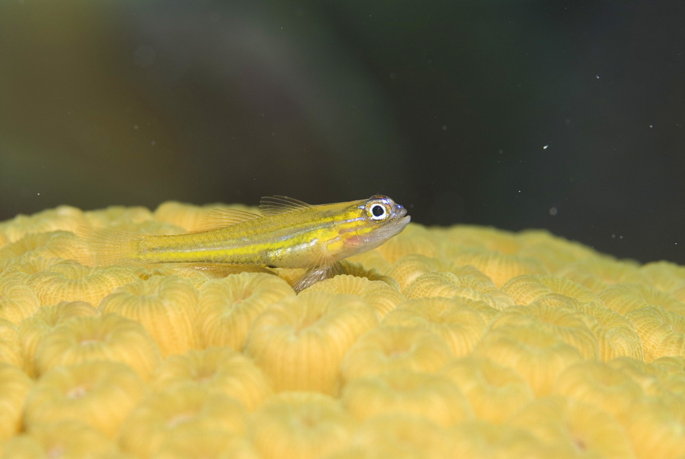 Peppermint Goby (Coryphopterus lipernes) yellow fish sitting on cream hard coral, Cayman Islands, Caribbean