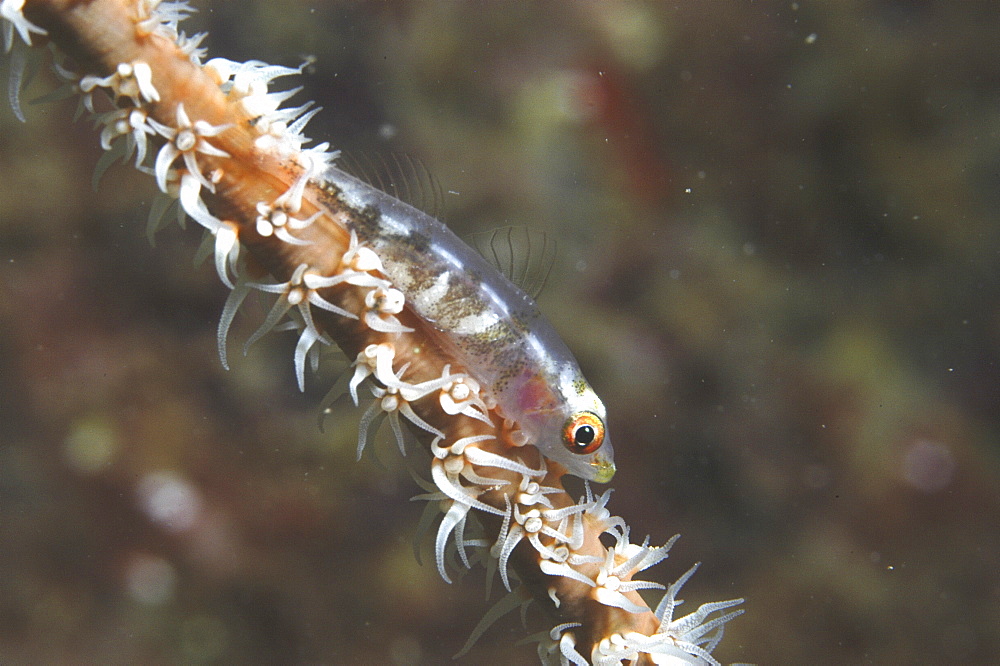 Whip coral goby (Cottogobius yongei), sitting on stem of whip coral, Tahiti, French Polynesia