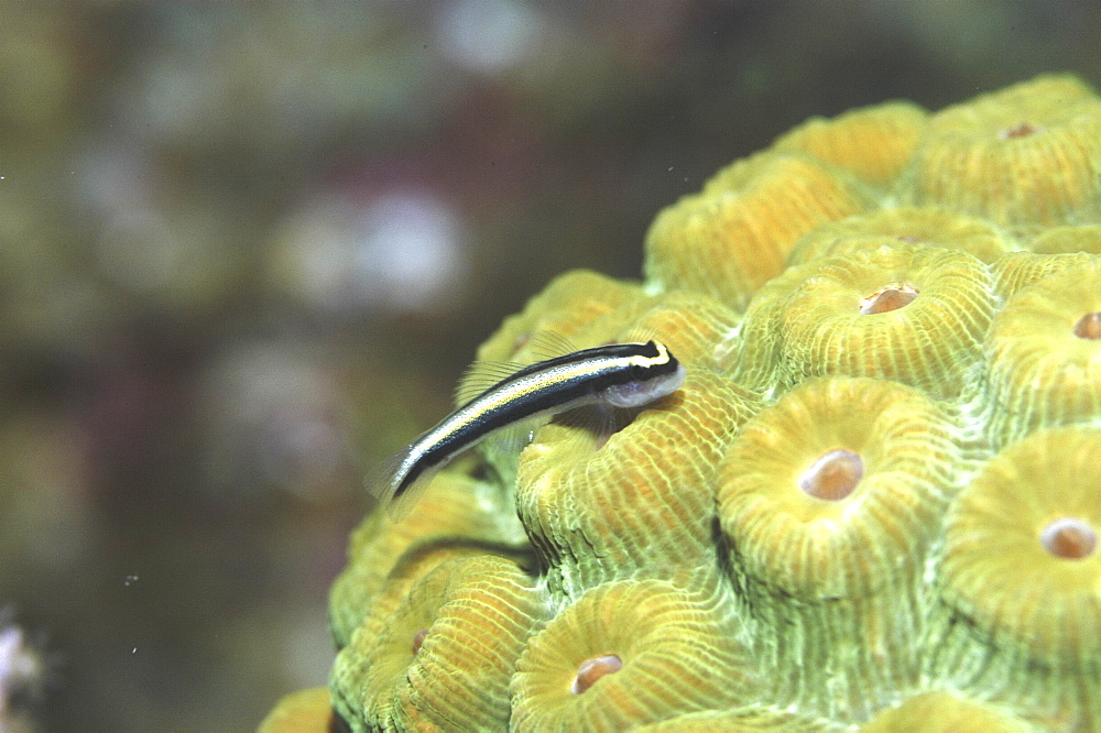 Cleaning Goby (Gobiesoma genie) very clear, resting on green hard coral, Cayman Islands, Caribbean