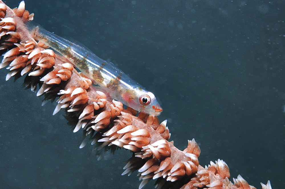 Whip coral goby (Cottogobius yongei), sitting on stem of whip coral, Mabul, Borneo, Malaysia