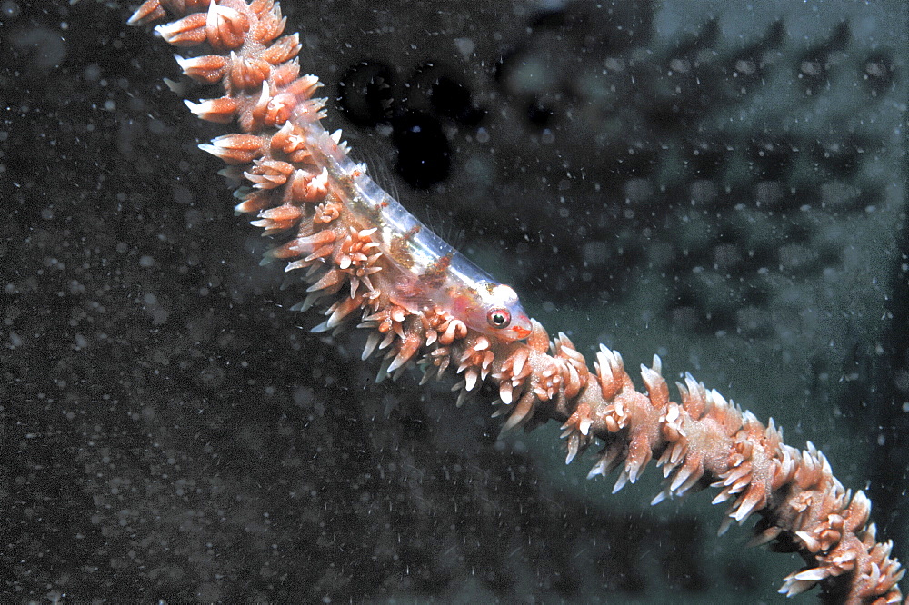 Whip coral goby (Cottogobius yongei), sitting on stem of whip coral, Mabul, Borneo, Malaysia