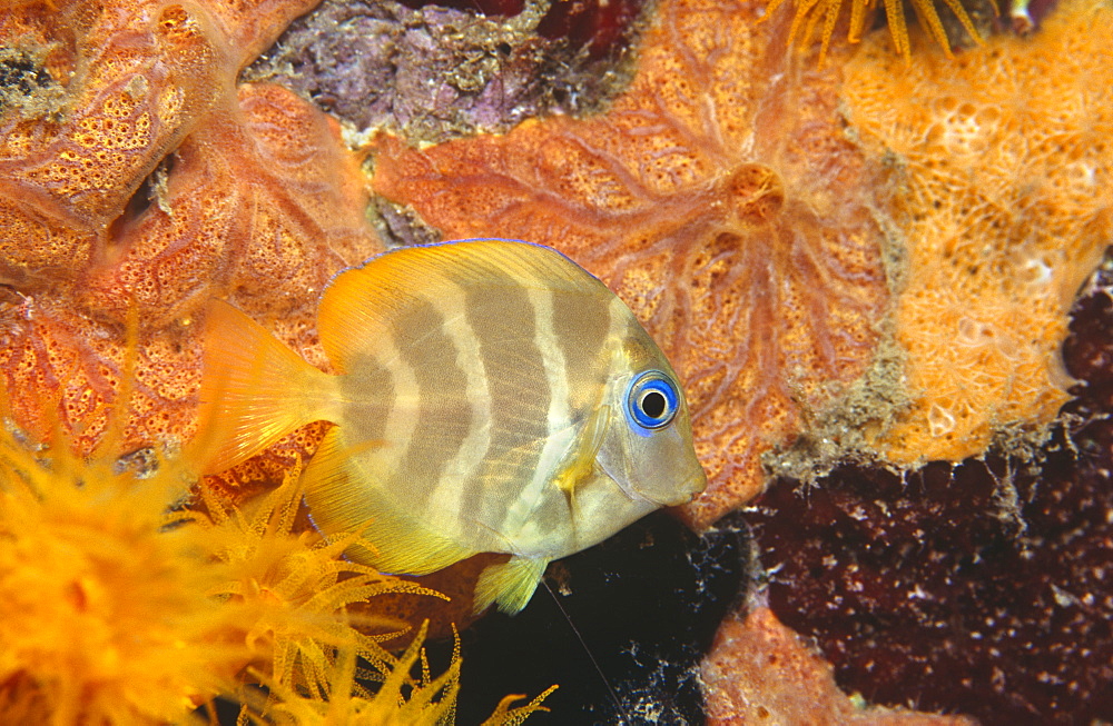 Juvenile Surgeonfish (Acantharus coeruleus), complete fish with yellow stripes and blue eye, against orange and yellow background, Bonaire, Netherlands Antilles, Caribbean