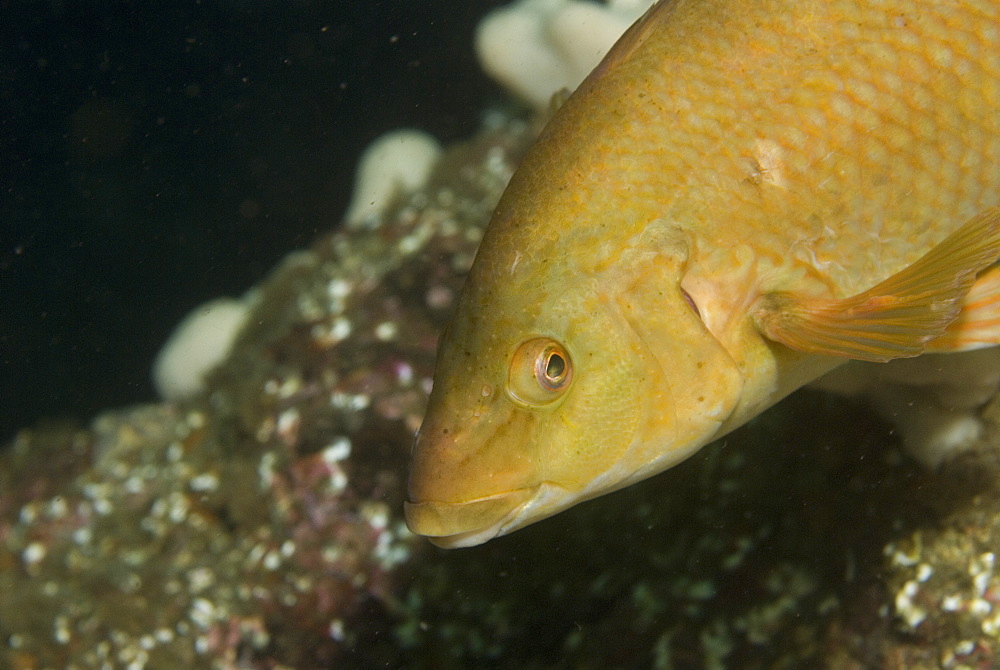  Ballan Wrasse (Labrus bergylta), Nice portrait and side profile of fish with golden/tan coloration and indistinct background, St Abbs, Scotland, UK North Sea