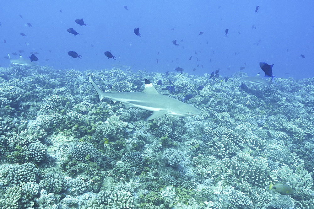 Black-tip Reef Shark, (Carcharninus melanopterus), swimming over coral reef, Tahiti, French Polynesia