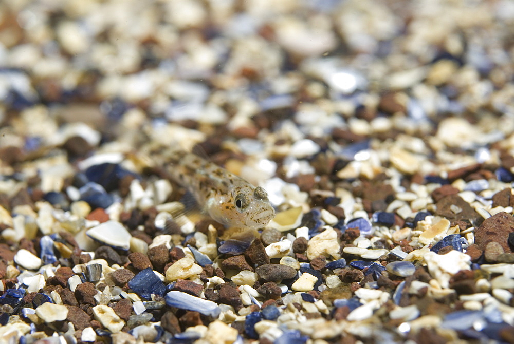  Sand Goby (Pomatoschistus minutus), small fish with camouflage markings same as gravel seabed it sits on,  St Abbs, Scotland, UK North Sea