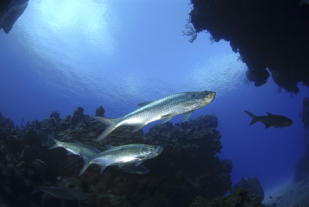 Tarpon (Megalops atlanticus), swimming nearby coral caverns, Cayman Islands, Caribbean