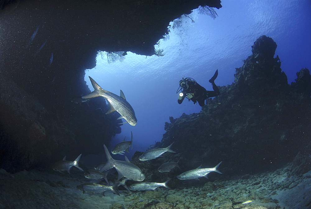 Tarpon (Megalops atlanticus), swimming nearby coral caverns with diver behind, Cayman Islands, Caribbean