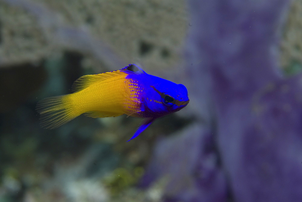 Fairy Basslet or Royal Gramma (Gramma loreto), superb yellow and purple colour, swimming past corals, turning towards camera, Cayman Islands, Caribbean