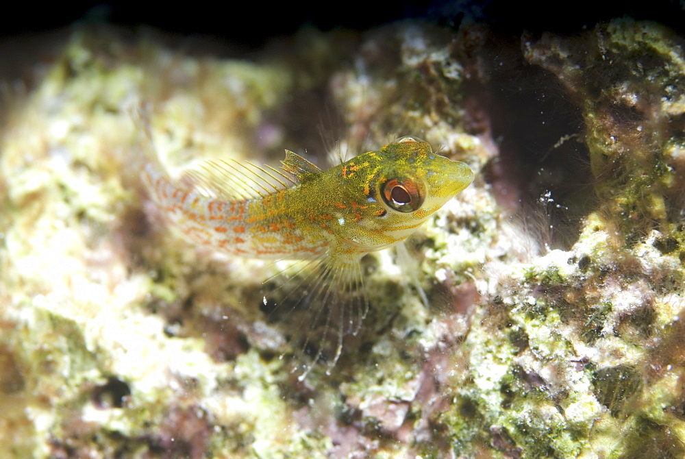 Rosy Blenny ( Malacoctenus macropus), greeny/yellow in colour and resting on light indistinct corals, Cayman Islands, Caribbean