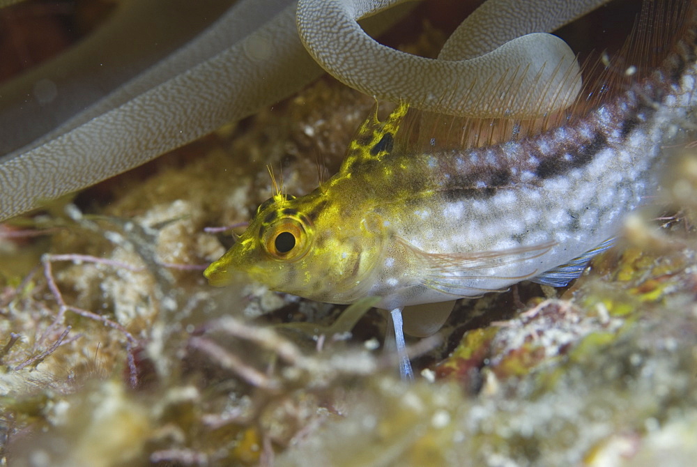 Diamond Blenny (Malacoctenus boehlkei) resting on corals nearby anemone, Cayman Islands, Caribbean