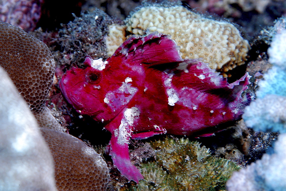 Leaf fish (Taenianotus triacanthus) purple/pink member of scorpeonfish family showing much detail, Mabul, Borneo, Malaysia