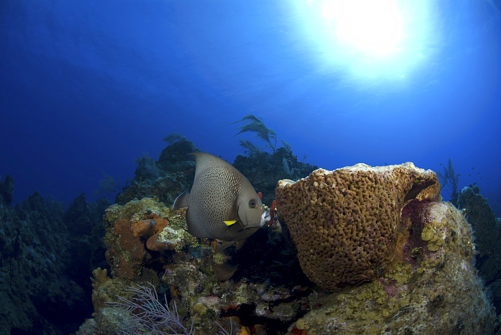 Grey Angelfish (Pomacanthus arcuatus), swimming over coral reef with sponges, Cayman Islands, Caribbean