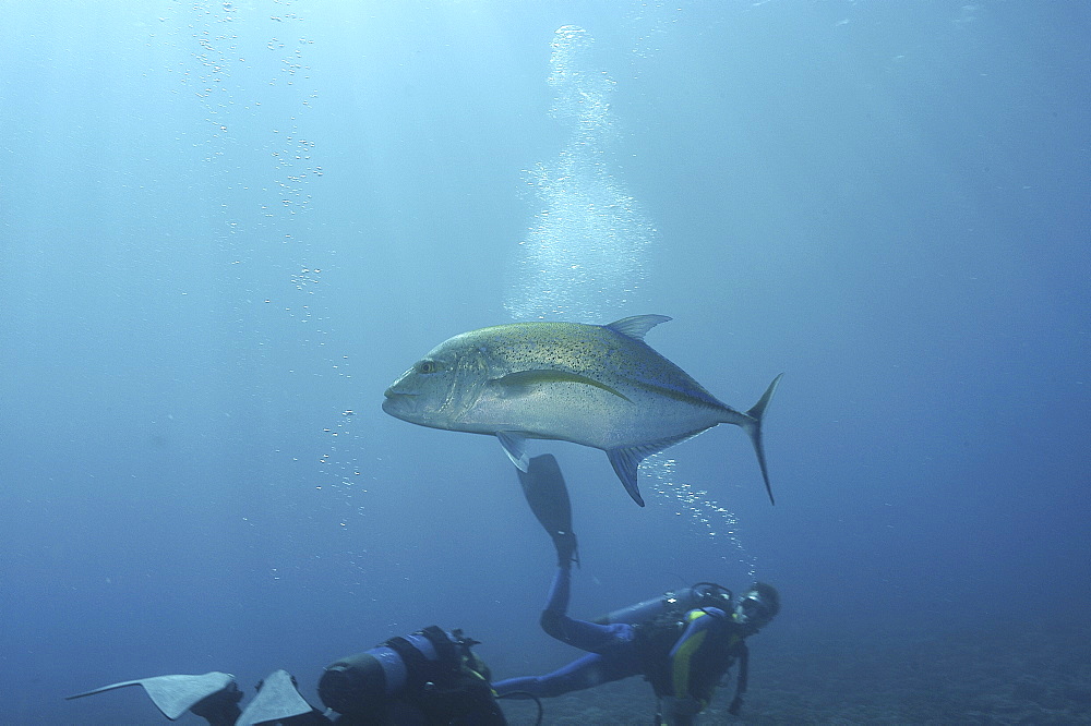 Bluefin Trevally (Caranx melampygus), fish swimming over reef with scuba diver, Raiatia, French Polynesia