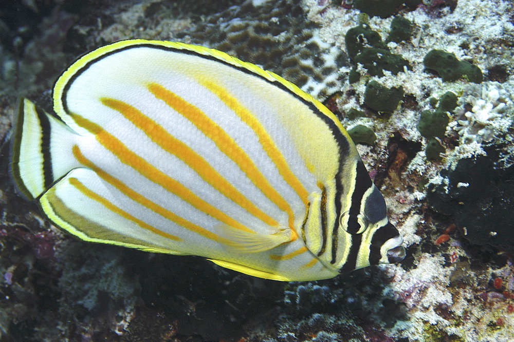 Ornate Butterflyfish (Chaetodon ornatissimus), full profile of fish showing all markings, Mabul, Borneo, Malaysia