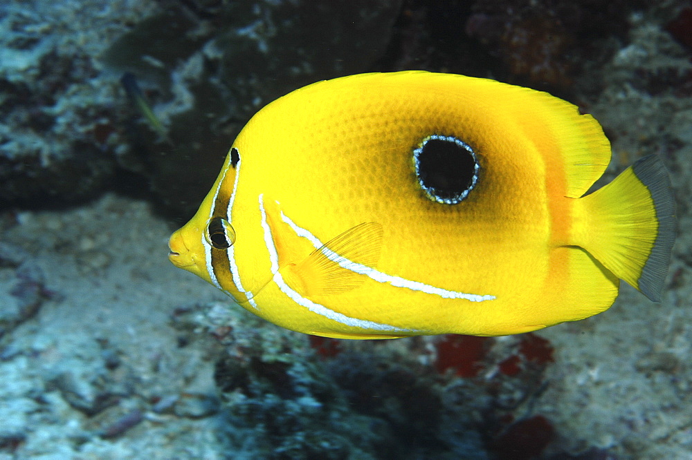 Bennett's Butterflyfish (Chaetodon bennetti), view of superb markings in profile against indistinct background, Mabul, Borneo, Malaysia