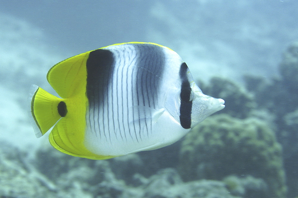 (Chaetodon falculata), very nice profile of all fish and markings against indistinct background, Tahiti,  French Polynesia