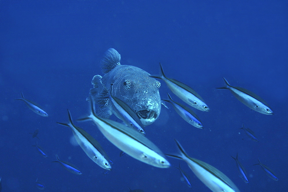 Great Pufferfish (Arothron spp.) swimming towards camera amidst fusiliers in blue water, Mabul, Borneo, Malaysia