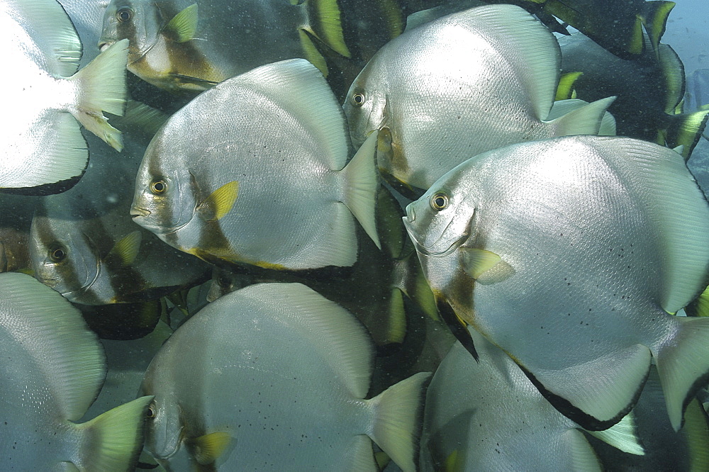 Batfish (Platax orbicularis) shoal grouped together, Mabul, Borneo, Malaysia