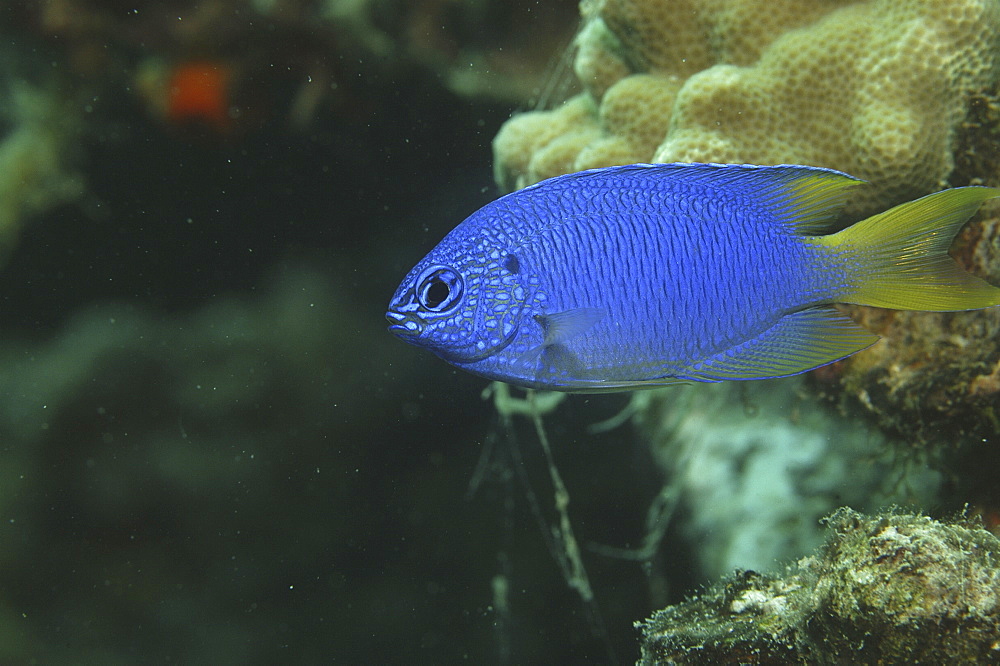 (Chrysiptera parasema), beautiful blue fish with yellow tail, Tahiti, French Polnesia