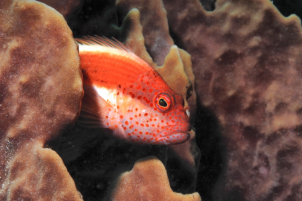 Black-seded hawkfish (Paracirrhites forsteri), profile of head with red spots, Mabul, Borneo, Malaysia