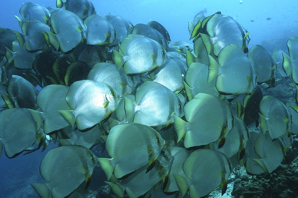 Batfish (Platax orbicularis) shoal grouped together in blue water, Mabul, Borneo, Malaysia