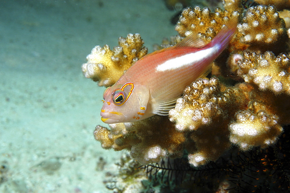 Masked Hawkfish (Paracirrhites arcuatus ), profile of entire fish resting on coral and clearly showing mask around eyes, Mabul, Borneo, Malaysia