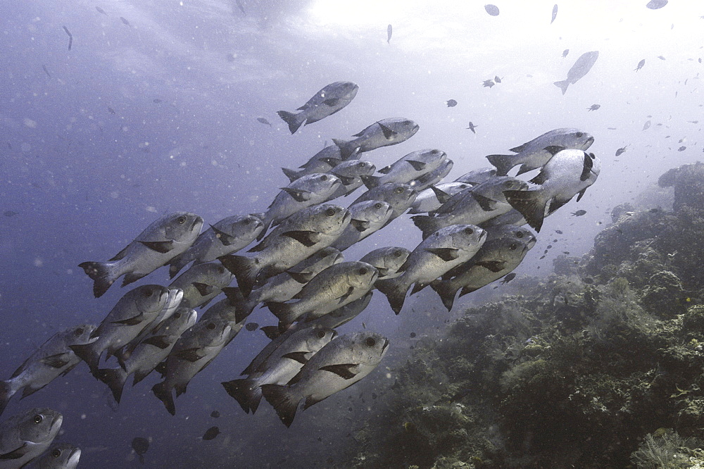 Black & White Snapper (Macolor niger), large school of fish moving up side of reef, Sipadan, Mabul, Borneo, Malaysia