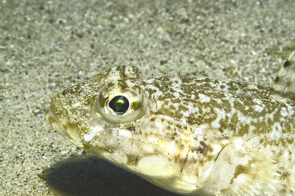 Sand Goby (Gobius geniporus), profile of head showing eye on sandy seabed, Gozo, Maltese Islands, Mediterranean