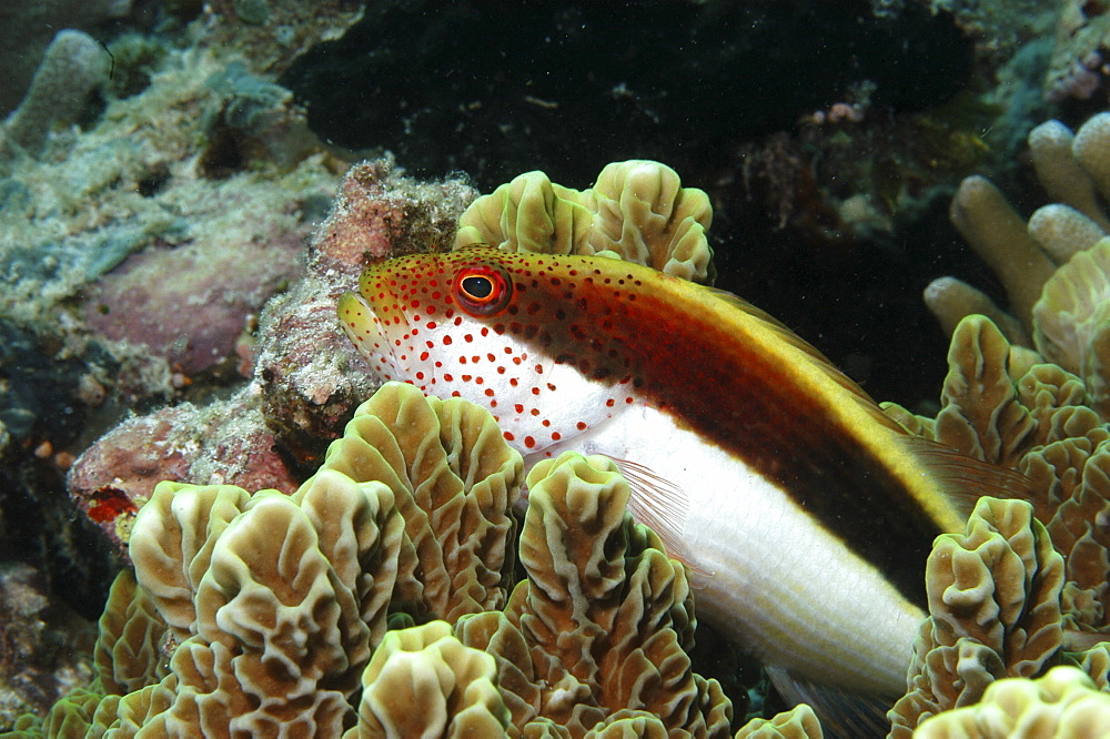 Black-seded hawkfish (Paracirrhites forsteri), profile of head with red spots, Mabul, Borneo, Malaysia