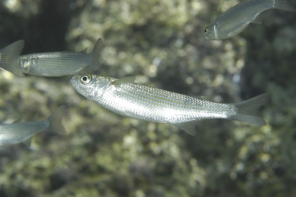 Boxlip Mullet (Oedalechilus labeo), small group of fish viewed from underneath feeding at the surface with surface reflections, Maltese Islands, Mediterranean