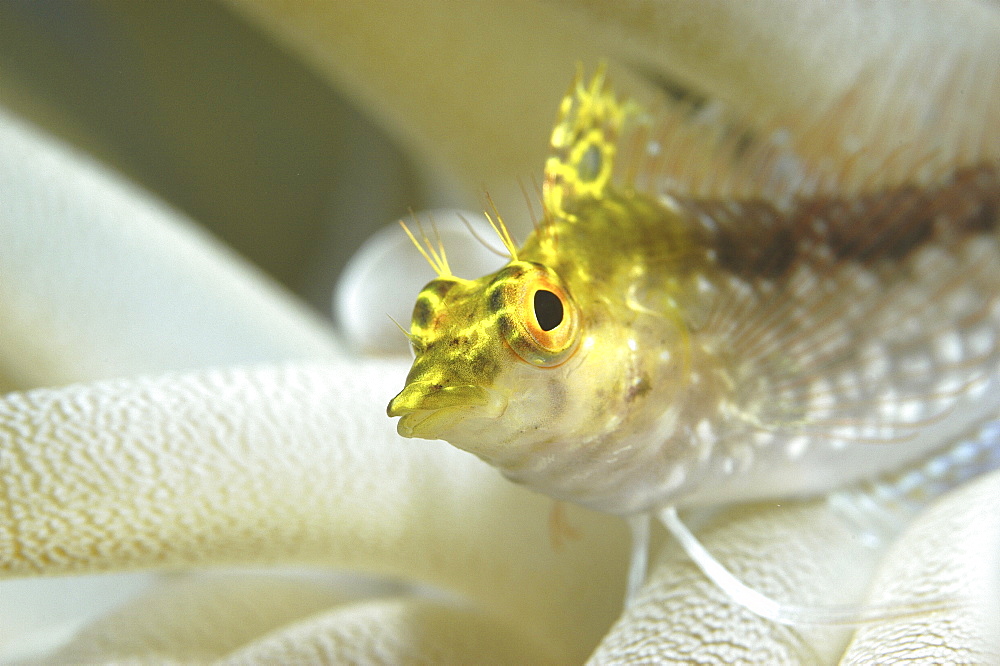 Diamond Blenny (Malacoctenus boehlkei) resting on anemone tentacles, Cayman Islands, Caribbean