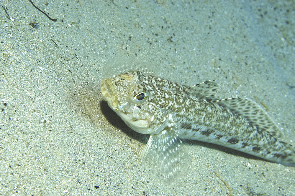 Giant Goby (Gobius cobitus), diagonal profile of fish on sandy seabed, Maltese Islands, Mediterranean