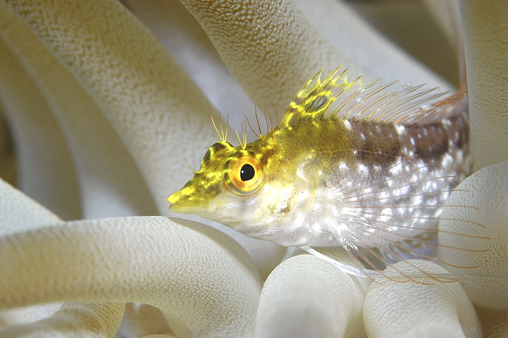 Diamond Blenny (Malacoctenus boehlkei) resting on anemone tentacles, Cayman Islands, Caribbean