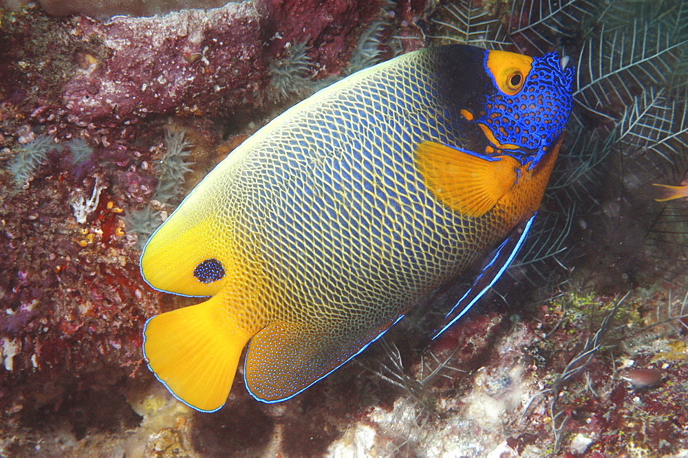 Painted Angelfish (Pomacanthus xanthometopon), superb profile of fish swimming diagonally showing all markings, Sipadan, Mabul, 