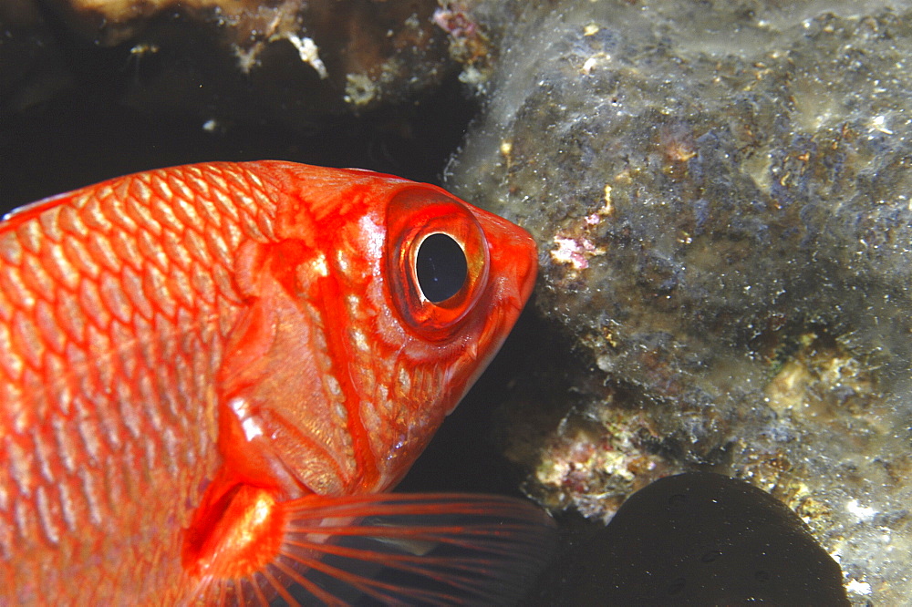 Bigeye Snapper (Priacanthus hamrur) red fish with large black eye swimming diagonally with head in profile, Tahiti, French Polynesia Underwater.