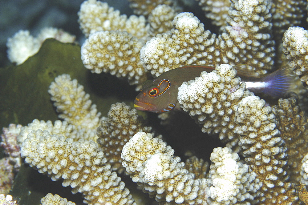 Masked Hawkfish (Paracirrhites arcuatus ), profile of fish clearly showing mask around eyes sitting on coral, Tahiti, French Polynesia 