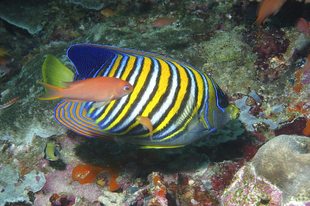 Regal Angelfish (Pygoplites diacanthus), superb profile of very colourful angelfish with anthis swimming past, Mabul, Borneo, Malaysia